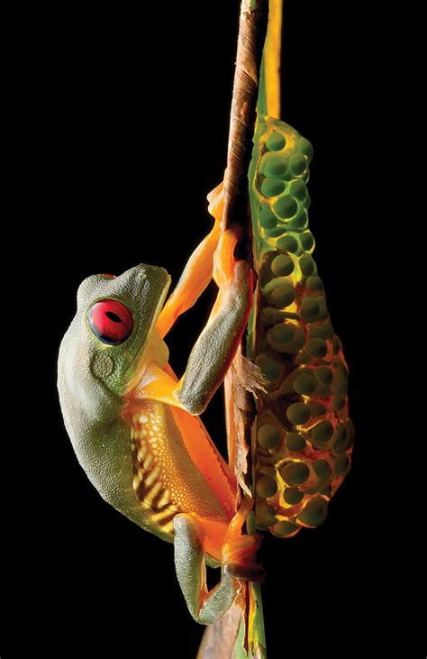 Analyzing the Digestive System of Tarteg Frogs: Unique Adaptations